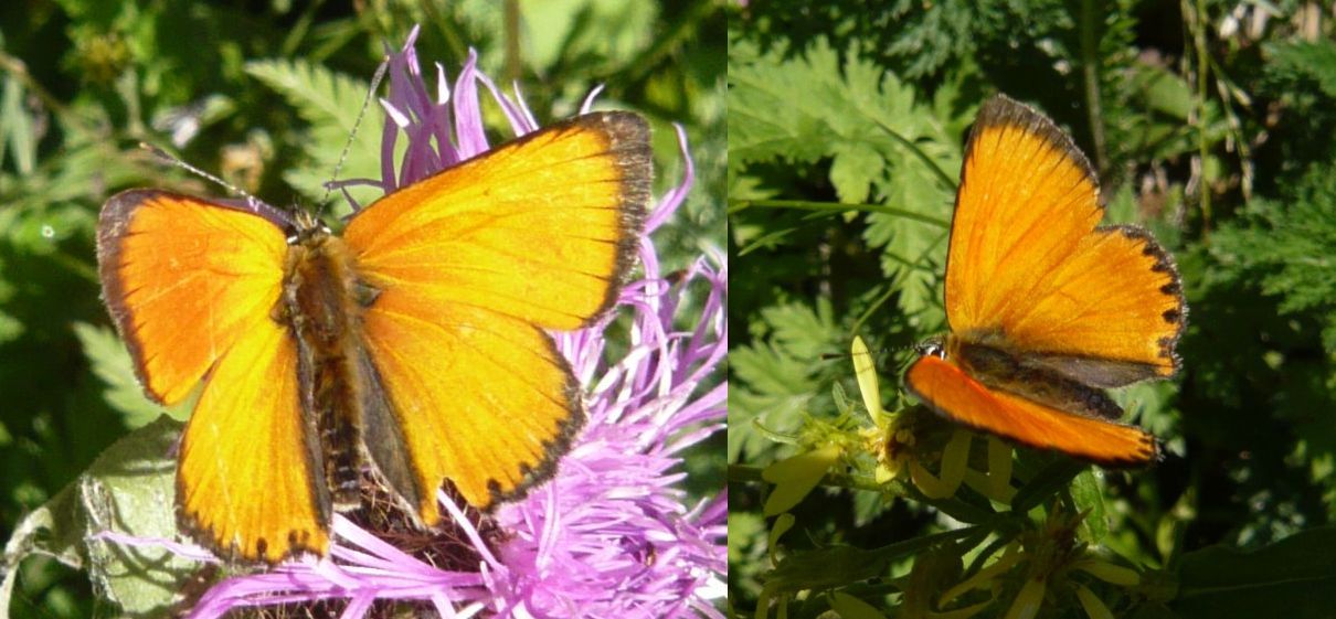 lepidottero da determinare - Lycaena virgaureae